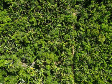 Yaz mevsiminde Chapada tepesindeki yağmur ormanlarının tepesinde Bom Jardim Grosso Brezilya