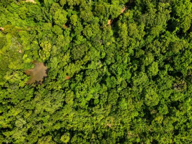 Cuiaba Mato Grosso Brezilya 'daki Mae Bonafacia parkındaki orman ve nehrin yukarısı.
