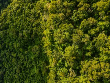 Yazın Mato Grosso Brezilya 'da Chapada dos Guimaraes Ulusal Parkı' nda ormanın aşağısındaki hava üssü.