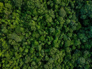 Yazın Mato Grosso Brezilya 'da Chapada dos Guimaraes Ulusal Parkı' nda ormanın aşağısındaki hava üssü.