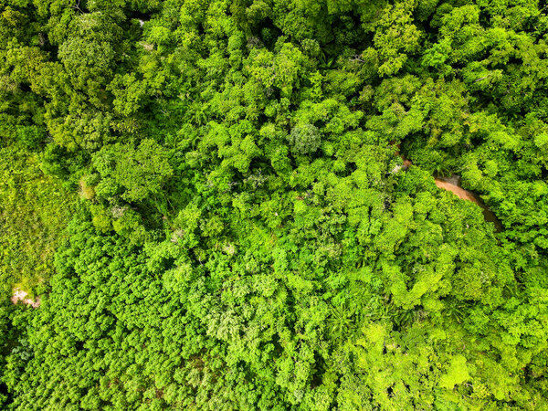 Aerial top down of forest in Parque Mae Bonafacia park in summer in Cuiaba Mato Grosso Brazil
