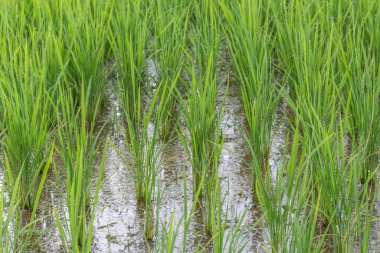 Summer view of countryside rice paddy field. Kanazawa, Japan.