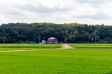 Summer view of countryside rice paddy field. Kanazawa, Japan.