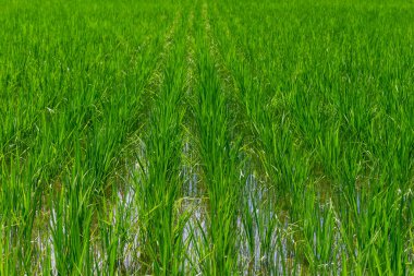 Summer view of countryside rice paddy field. Kanazawa, Japan.