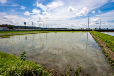 Summer view of countryside rice paddy field. Kanazawa, Japan.