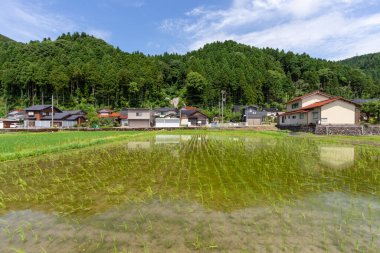Summer view of countryside rice paddy field. Kanazawa, Japan.