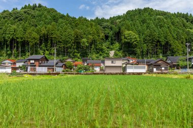 Summer view of countryside rice paddy field. Kanazawa, Japan.