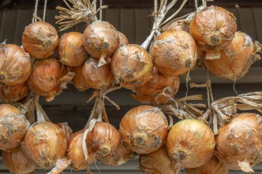Onions drying in summer sun, Kanazawa, Japan.