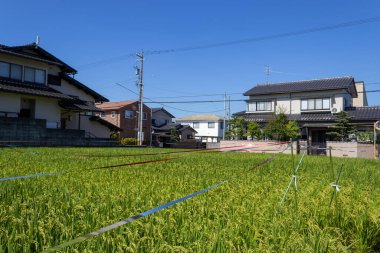 Summer view of countryside rice paddy field. Kanazawa, Japan.