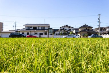 Summer view of urban rice paddy field. Kanazawa, Japan.
