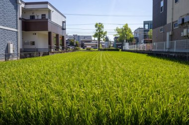 Summer view of urban rice paddy field. Kanazawa, Japan.