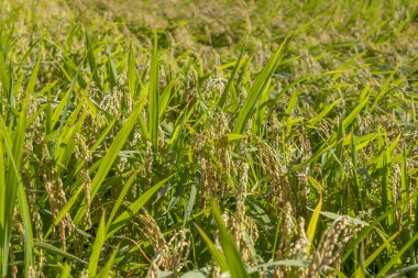 Summer view of countryside rice paddy field. Kanazawa, Japan.