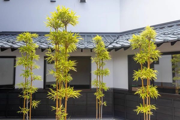 stock image Bamboo trees in courtyard, Maruoka, Fukui, Japan.