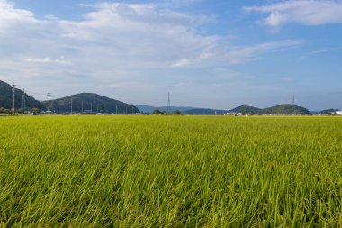 Summer view of countryside rice paddy field. Kanazawa, Japan.