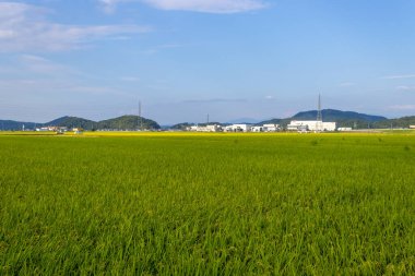 Summer view of countryside rice paddy field. Kanazawa, Japan.