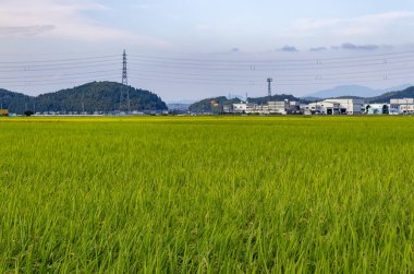 Summer view of countryside rice paddy field. Kanazawa, Japan.