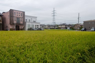 Summer view of countryside rice paddy field. Kanazawa, Japan.