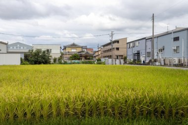 Summer view of countryside rice paddy field. Kanazawa, Japan.