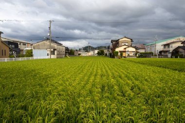 Summer view of countryside rice paddy field. Kanazawa, Japan.