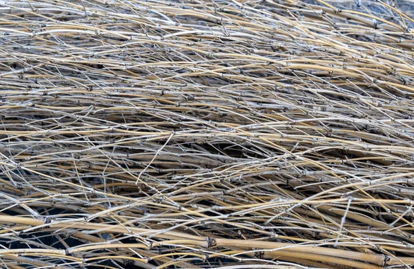 stock image Close-up view of discarded tree branches, Kanazawa, Japan.