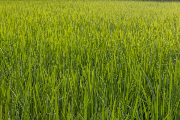Summer View Countryside Rice Paddy Field Kanazawa Japan — Zdjęcie stockowe