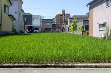 Summer view of urban rice paddy field. Kanazawa, Japan.