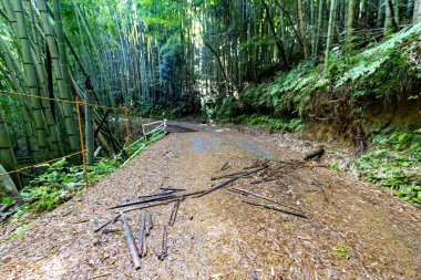 Yazın bambu ormanlarında Kanazawa, Japonya.