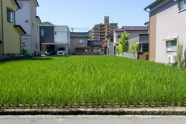 Vista Estiva Risaia Urbana Campo Kanazawa Giappone — Foto Stock