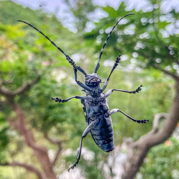 紙切り虫 かみきりむし 長角の甲虫のこと 石川県金沢市 — ストック写真