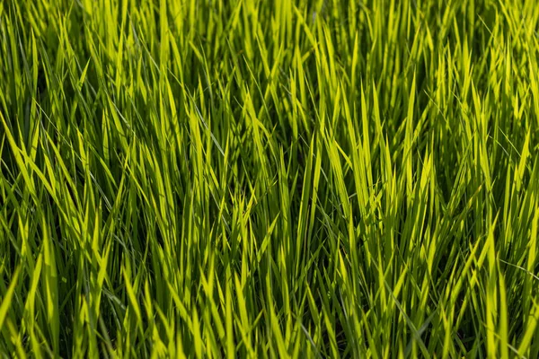 Summer View Countryside Rice Paddy Field Kanazawa Japan — Stock Photo, Image