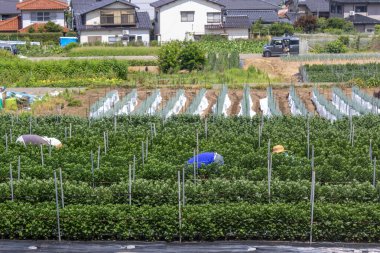 Küçük sebze yetiştiricilerinin tahsis ettiği Kanazawa, Ishikawa, Japonya 'daki işçiler..