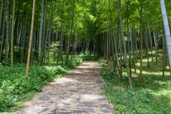 Caminho Através Floresta Bambu Verão Kanazawa Japão — Fotografia de Stock