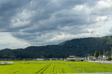 Yazın pirinç tarlaları, mavi bulutlu gökyüzünün altında, Fukui ilinde, Japonya.