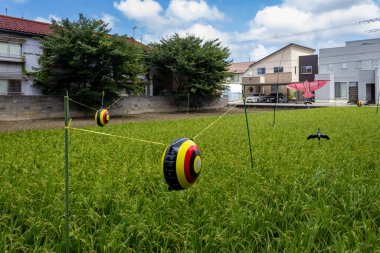 Bird repellent objects in urban rice field, Kanazawa, Japan clipart