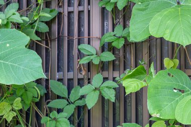 Terk edilmiş ev (Japonca: akiya), Kanazawa, Ishikawa, Japonya