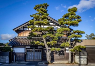 Evin önünde bir grup çam ağacı (matsu), Nonoichi, Kanazawa, Japonya