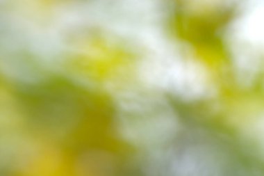 Yeşil ve sarı renklerin soyut bulanık arkaplanı açık hava ortamını işaret ediyor.