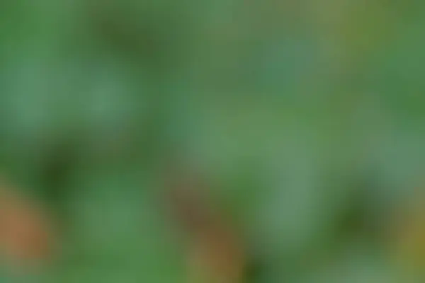 Soyut yeşil ve kahverengi bulanık arkaplan Doğa 'nın sessiz tonları sakinleştirici sakin bir sahne yaratır