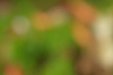 Yeşiller ve portakalların bulanık arkaplanı