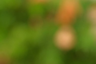 Yeşil ve turuncu renklerin bulanık arkaplanı, odak dışında doğal bir görüntü olduğunu gösteriyor.
