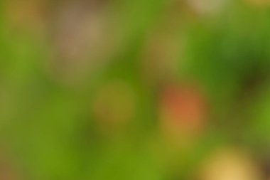 Yeşil ve turuncu renkli bir bahçenin soyut bulanık görüntüsü