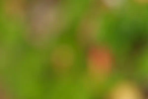 Yeşil ve turuncu renkli bir bahçenin soyut bulanık görüntüsü