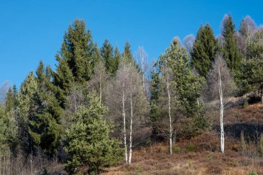Berrak mavi gökyüzünün altındaki bir yamaçta yaprakları dökülen ağaçlardan oluşan karışık bir orman.