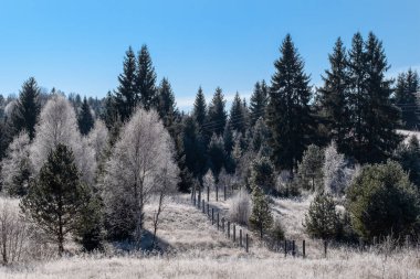 Açık bir kış gününde, buzla kaplı ağaçlar ve çit hattı manzarayı aydınlatır.