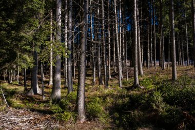 Güneş ışığı orman zeminini aydınlatıyor sayısız çam ağacının ince gövdelerini aydınlatıyor.