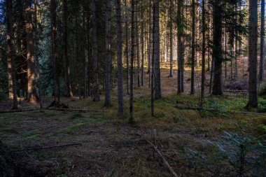 Güneş ışığı, orman tabanını aydınlatan yoğun kozalaklı bir ormanın içinden süzülür.