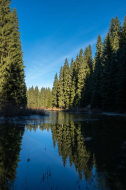 Huzurlu orman gölü parlak mavi gökyüzünü yansıtıyor. Etrafı hep yeşil ağaçlarla çevrili.