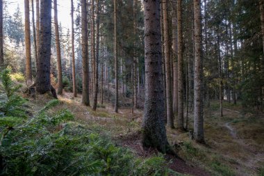 Güneş ışığı, yoğun kozalaklı ormandaki ince ağaçların arasından süzülür ve sakin bir atmosfer yaratır.
