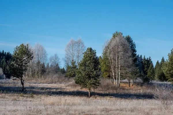 Kış manzarası: Açık mavi gökyüzünün altında çeşitli ağaçlarla kaplı buzla kaplı arazi