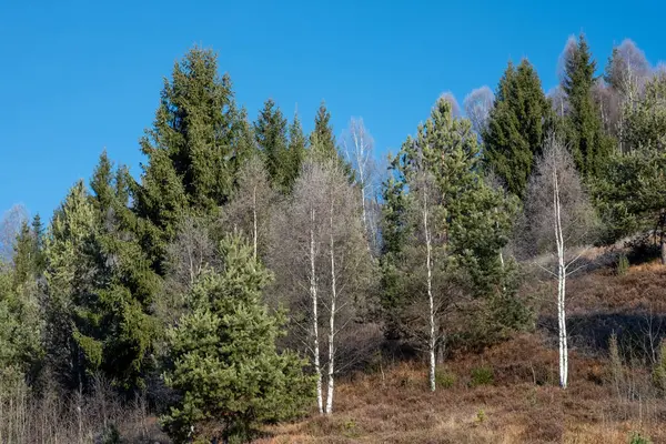 Berrak mavi gökyüzünün altındaki bir yamaçta yaprakları dökülen ağaçlardan oluşan karışık bir orman.